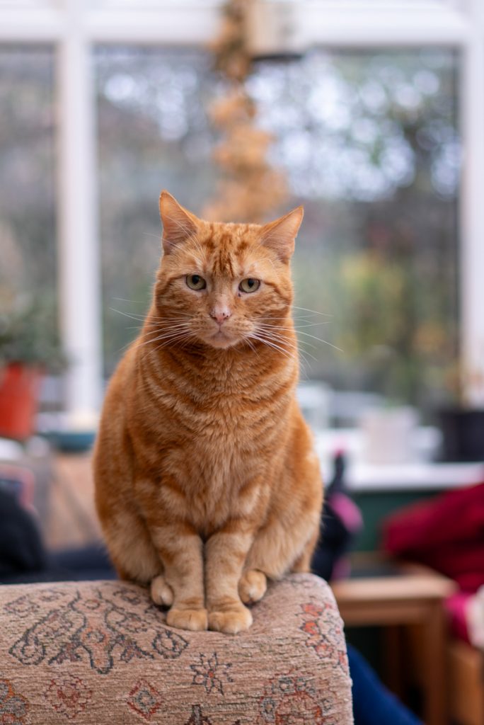 Ginger Cat