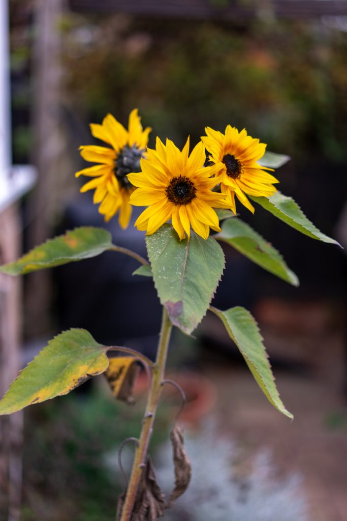 Sunflowers in autumn