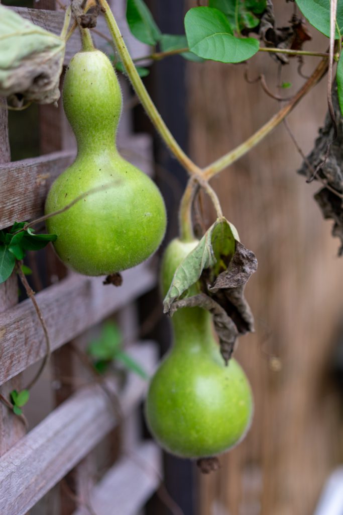 fruits