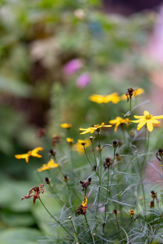 garden flowers