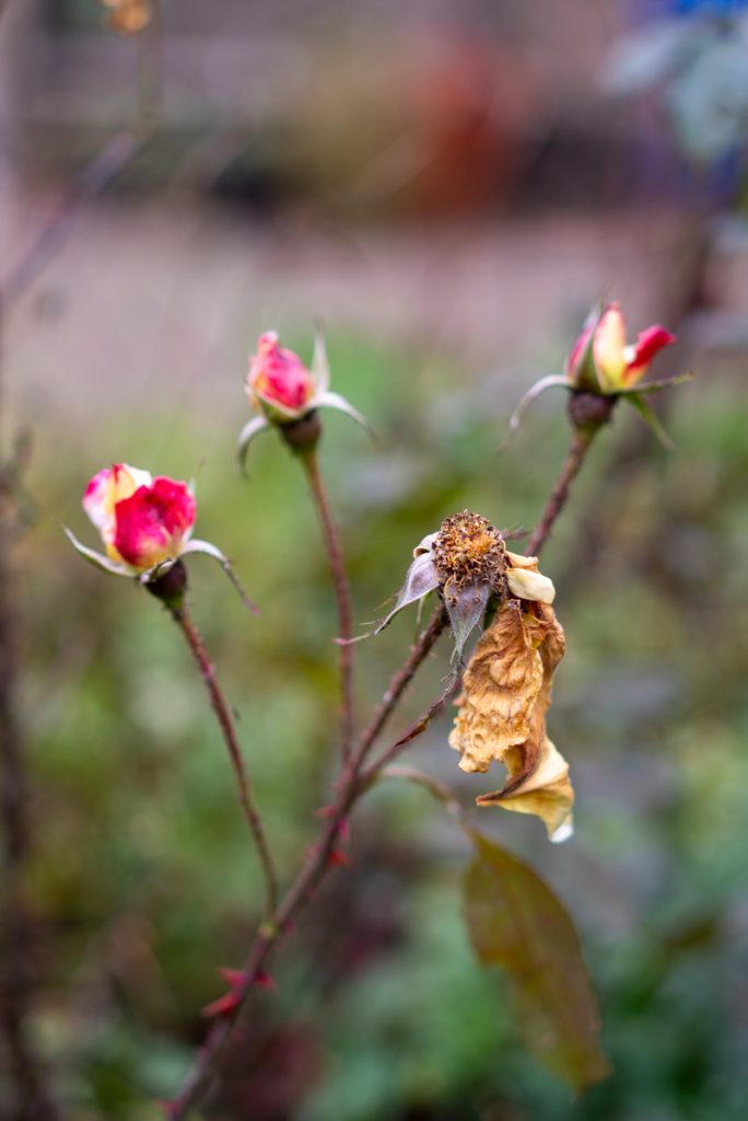 roses in autumn