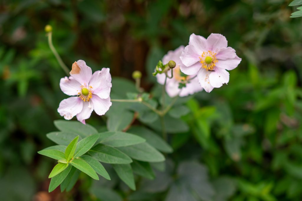 pink flowers