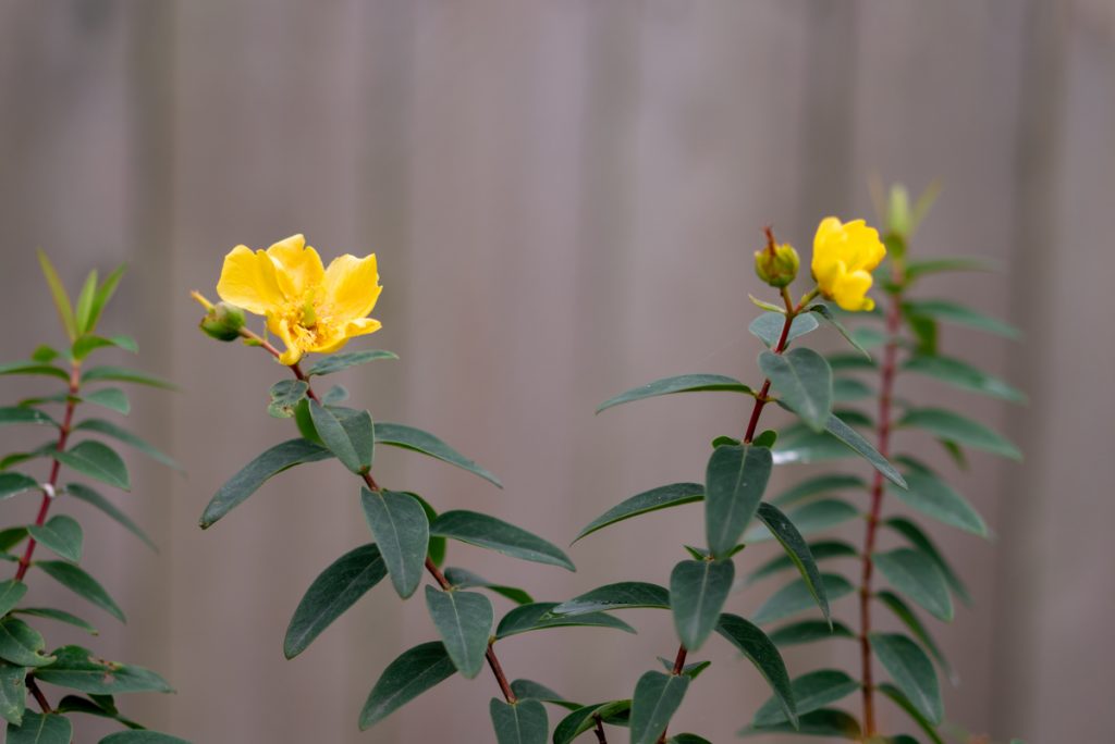 yellow flowers